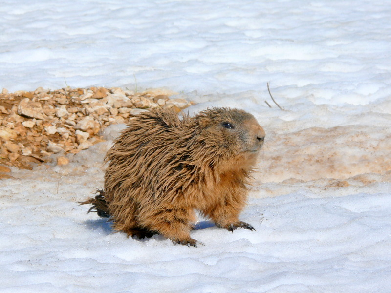 Boccoli d''oro -  Marmotte del Monte Baldo